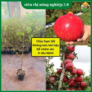 Cây Giống Lựu Đỏ Ấn Độ Nhập Khẩu, giống lựu đỏ tại đại học Nông Nghiệp, cây lựu đỏ nhập khẩu cao 60cm - 80cm