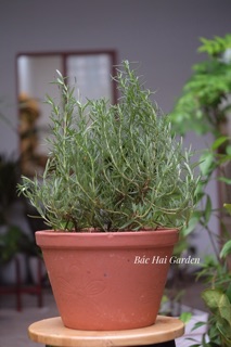 Chậu hương thảo đất nung size đại- Cây gia vị Âu ướp nướng, làm bánh