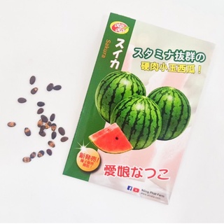 Hạt Giống Dưa Hấu SAKURA - Giống Nhật Bản F1