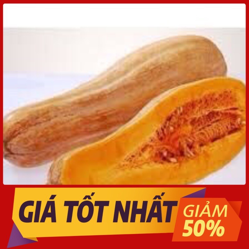 hạt giống cây bí ngô mật cao sản (VA.999)