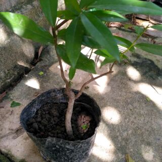Cây Hoa Dẻ Thơm Loại Vừa