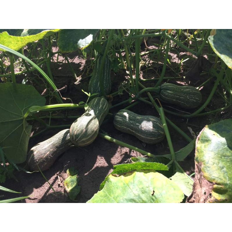 10 HẠT GIỐNG BÍ HẠT ĐẬU