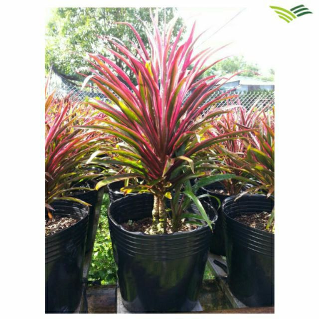 COMBO 50 CHẬU NHỰA C16