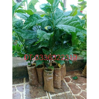 Cây Xạ Đen Chính Hiệu