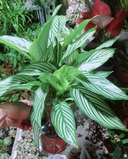 Đuôi Công Sọc Xanh