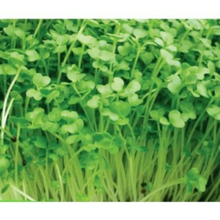 2000 hạt giống rau mầm cải bẹ xanh