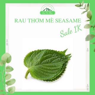 Hạt giống rau thơm mè Sesame Rạng Đông I Ba Tri Nhỏ