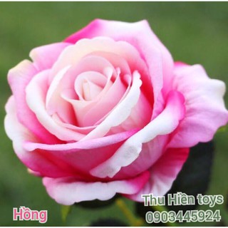 Hoa Hồng Nhung  Hoa Lụa Cao Cấp (51cm)