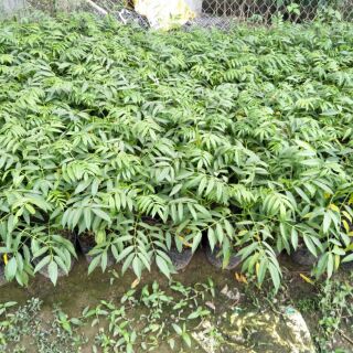 Cây cóc thái giống