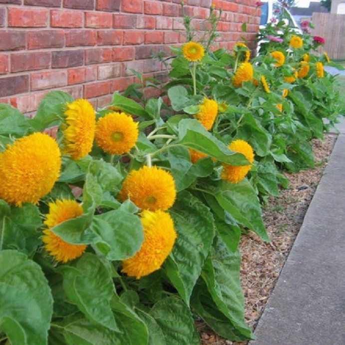 Hạt Giống Hoa Hướng Dương Kép (gói 50 hạt, tặng phân)