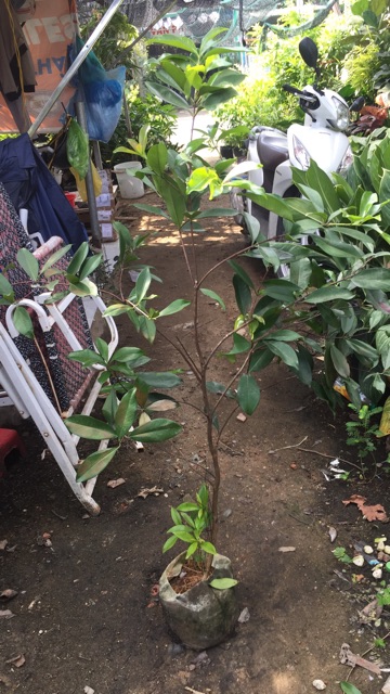 Cây cherry brazil cao m6