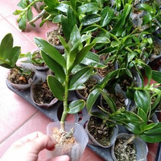 Hoa phong lan trầm rồng đỏ