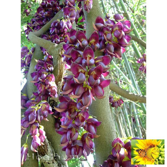 Hoa leo Huyết long 10 hạt