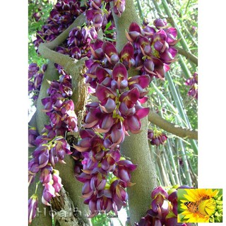 Hoa leo Huyết long 10 hạt