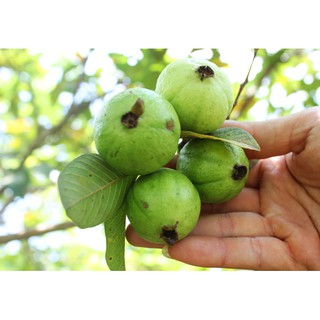 cây giống ổi găng