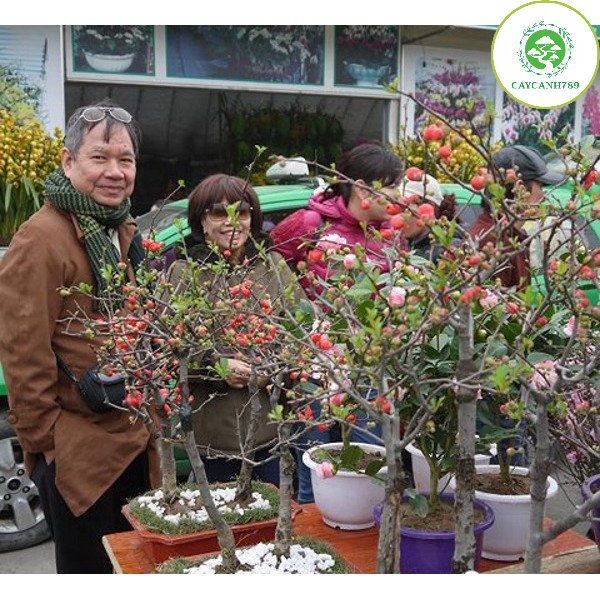 Cây mai đỏ giống dáng đẹp cao 70cm