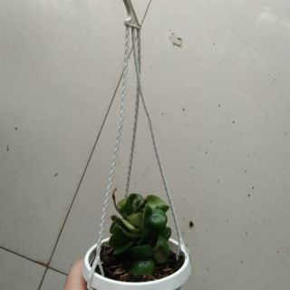 Cẩm cù lá xoắn