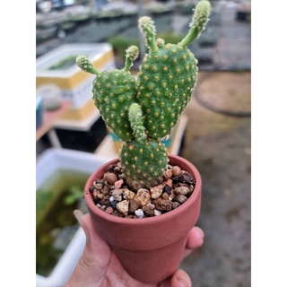 xương rồng tai thỏ kèm chậu