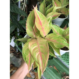 Cây Phú quý vàng một thân