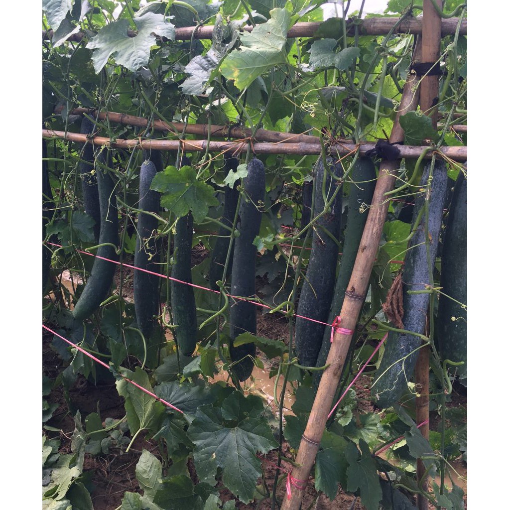 Hạt giống bí đao xanh trái dài  - rau củ quả trồng chậu, sân vườn ban công tỉ lệ nảy mầm cao 0.2gr Java