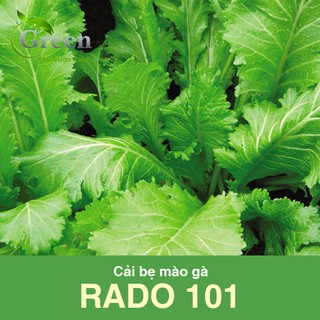 Hạt Giống Cải Bẹ Mào Gà Lá To, Sinh Trưởng Mạnh (Gói 20 Gam ~ 2000 hạt)