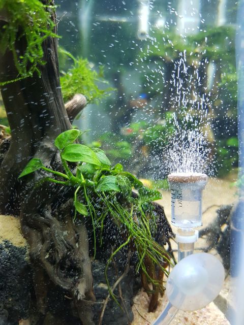 Sủi CO2 hồ thủy sinh sủi chế