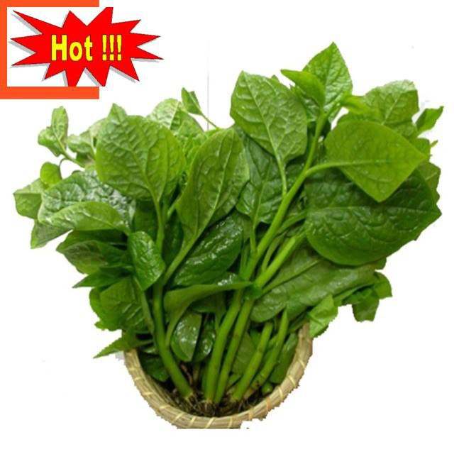 Giống Rau Mồng Tơi