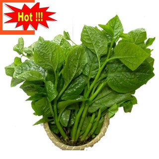 Giống Rau Mồng Tơi
