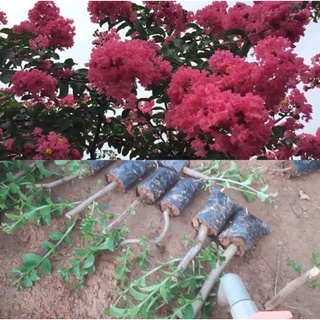 Combo 20 cây hoa tường vi giống mầu hồng