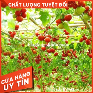 HẠT GIỐNG CÀ CHUA LEO GIÀN - Còn hàng