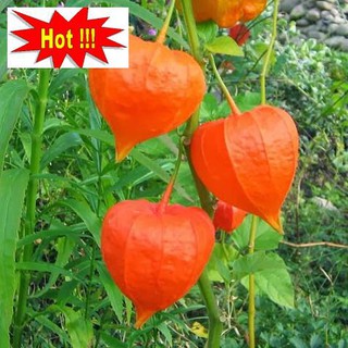 Hạt giống Anh đào đất, cây Thù dù, cây Tầm bóp (100 hạt)