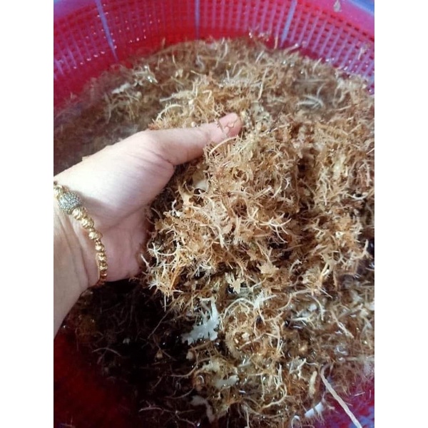 Rong Biển Khô Nấu Xu Xoa  Đảo Lý Sơn Rong Tự Nhiên - 100gr