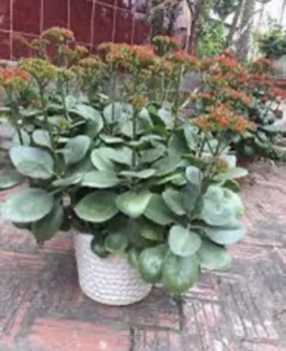 Cây bỏng hoa đỏ- cây sống đời (5cây)