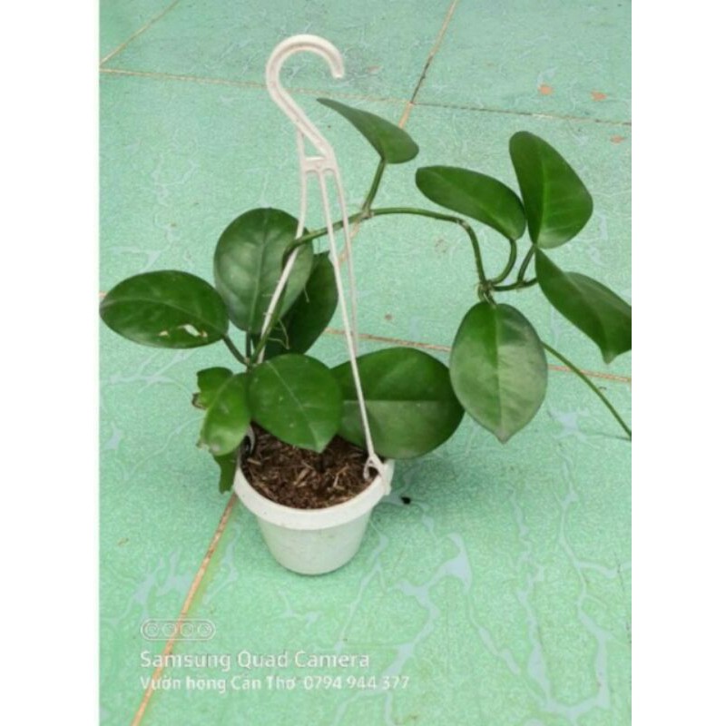 Cẩm cù Australis - 05