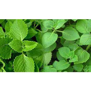 Hạt Giống RAU HÚNG CHANH HN-07 (0,2 Gr)