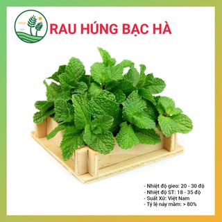Hạt Giống Rau Húng Bạc Hà - 0,1g - Thu Hoạch Sau 1,5 Tháng