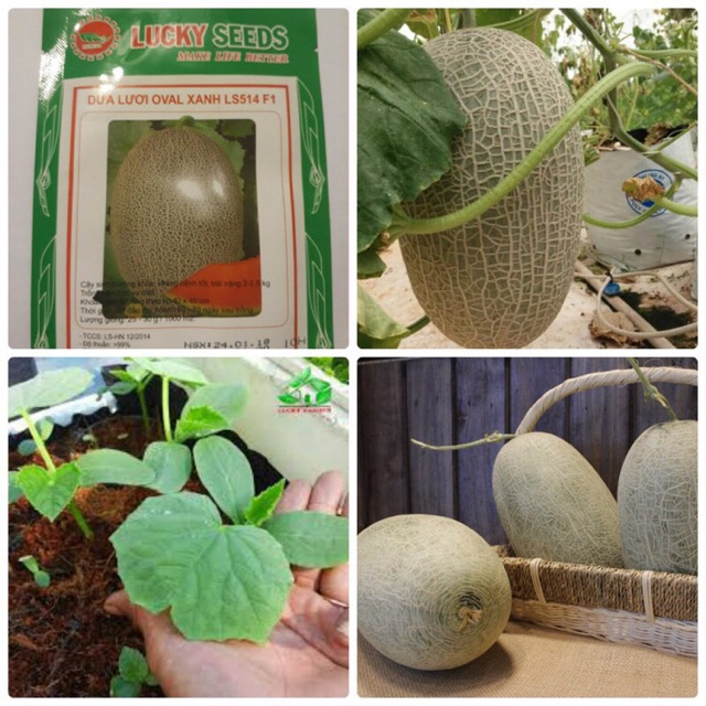 Hạt giống Dưa lưới Oval ruột đỏ