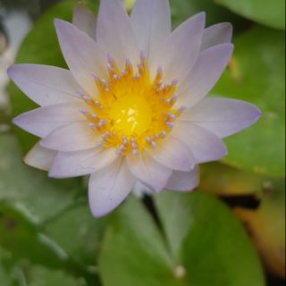 Hoa súng thái(cây trưởng thành)