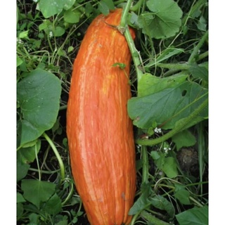 Hạt Giống Bí Đỏ Dài (bí sáp)