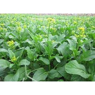 [ Bán chạy ] Hạt giống Cải ngồng-20g (tặng kèm 20 hạt Cải Kale Khủng Long)