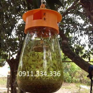 - Dụng Cụ Bẫy Ruồi Vàng chất lượng.