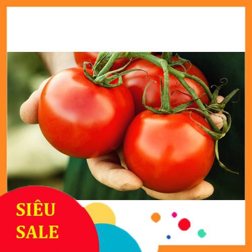 1g Hạt giống Cà chua (tặng gói kích nẩy mầm và hướng dẫn) VIETPHAT