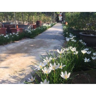 1 củ huệ mưa màu trắng