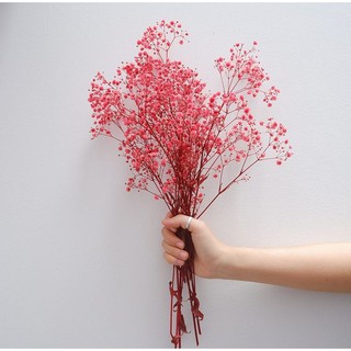 Hoa Baby Khô Làm Đồ Handmade Trang Trí Nhà