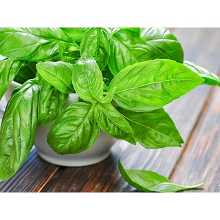 Hạt Giống Húng tây 0.1gram/gói
