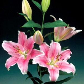 Combo 10 củ hoa ly cao thơm màu hồng Sorbonne