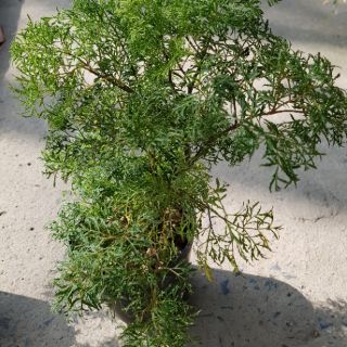 Đinh Lăng Lá Nhỏ (đinh lăng nếp)
