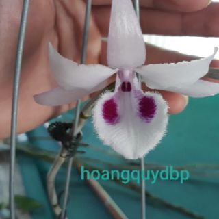 Phi điệp có mặt hoa xổ tại vườn.