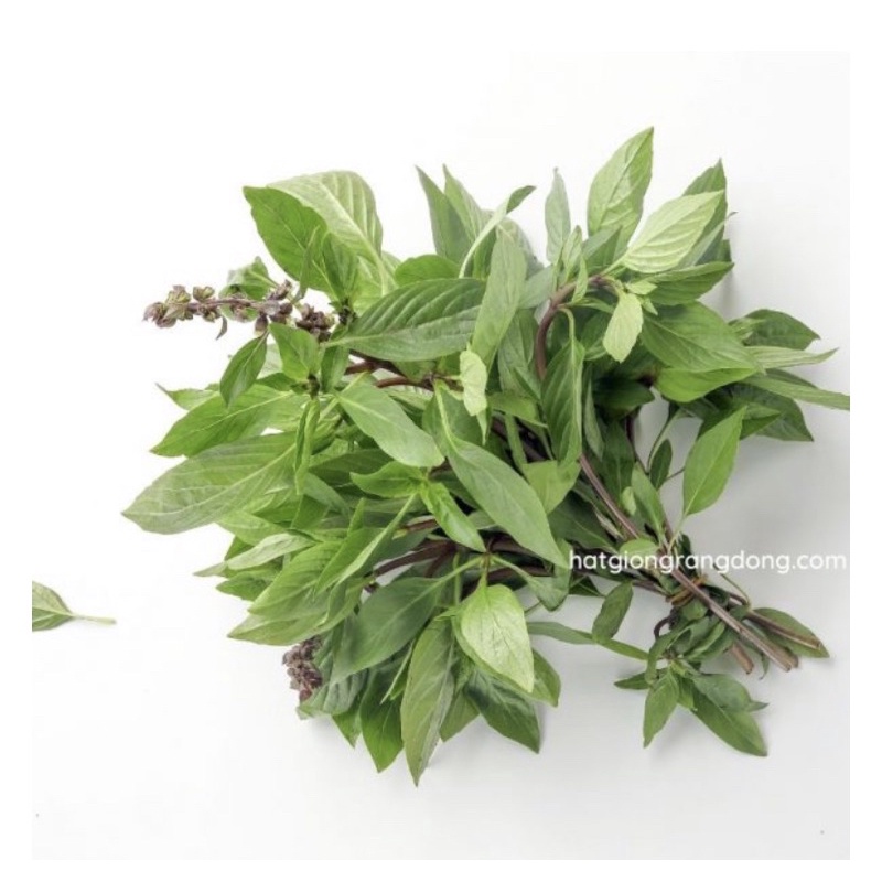 Hạt Giống húng quế Rado 25
