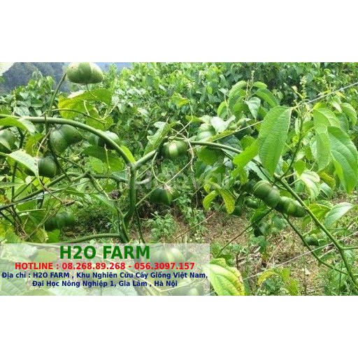 Cây sachi hương liệu - Cây hương liệu
